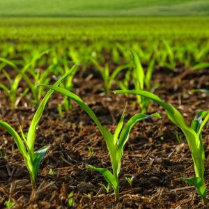 LANDWIRTSCHAFT