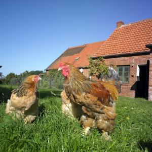 TIERISCHE ERN&Auml;HRUNG